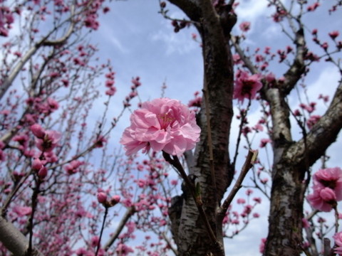 f:id:yukinko17:20100404121747j:image f:id:yukinko17:20100404121747j:image