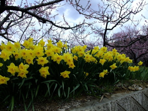 f:id:yukinko17:20100404124016j:image f:id:yukinko17:20100404124016j:image