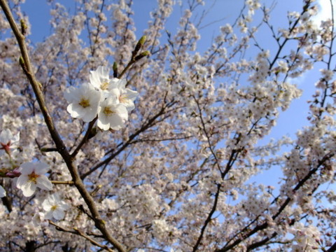 f:id:yukinko17:20100404162951j:image f:id:yukinko17:20100404162951j:image