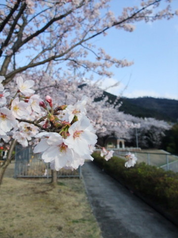 f:id:yukinko17:20100404163343j:image f:id:yukinko17:20100404163343j:image