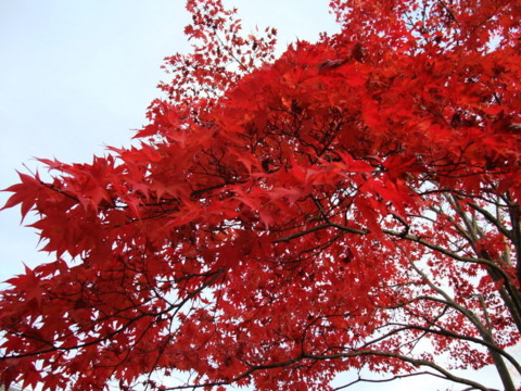 f:id:yukinko17:20101121155722j:image f:id:yukinko17:20101121155722j:image