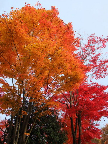 f:id:yukinko17:20101121161121j:image f:id:yukinko17:20101121161121j:image