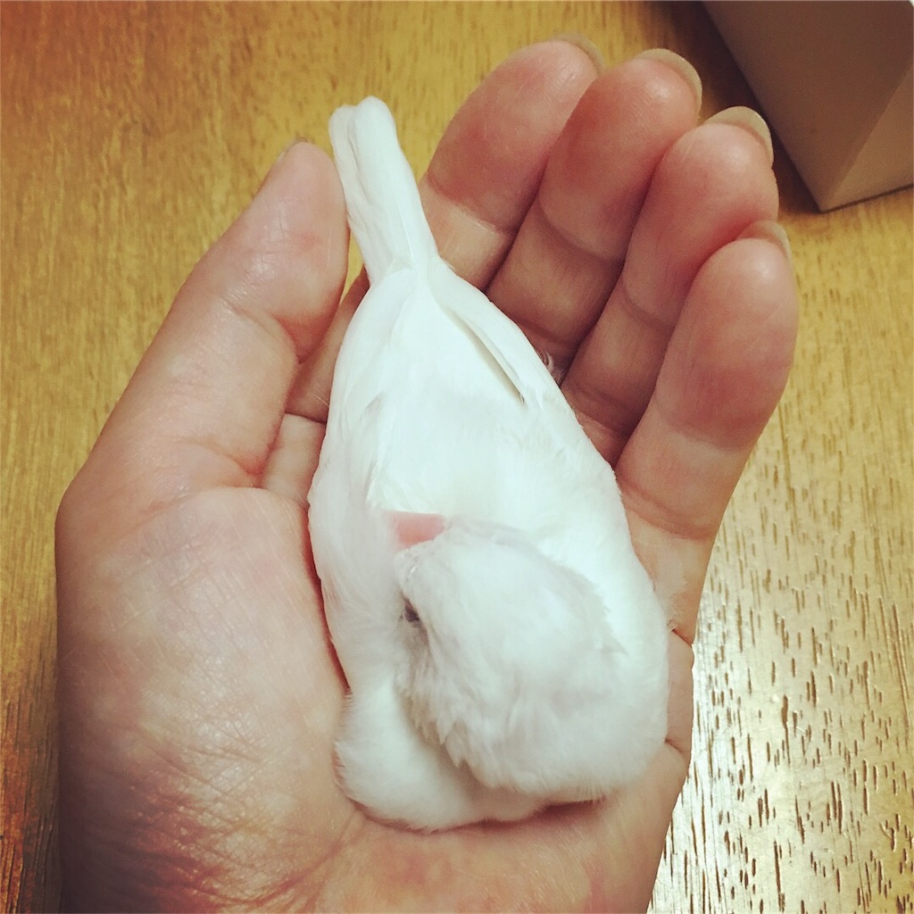f:id:yukinkopii:20171107194836j:image f:id:yukinkopii:20171107194836j:image