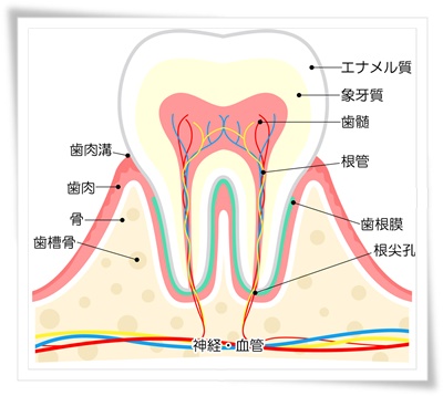 歯の断面図