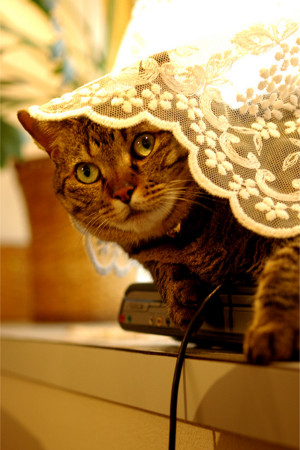 f:id:yukioino:20110522161456j:image f:id:yukioino:20110522161456j:image