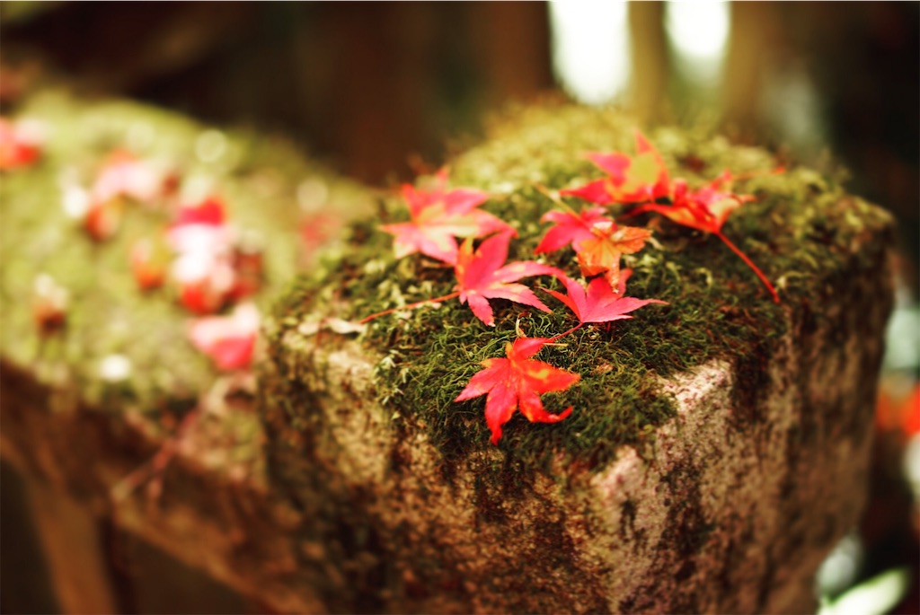 f:id:yukionoda:20190129173624j:image f:id:yukionoda:20190129173624j:image