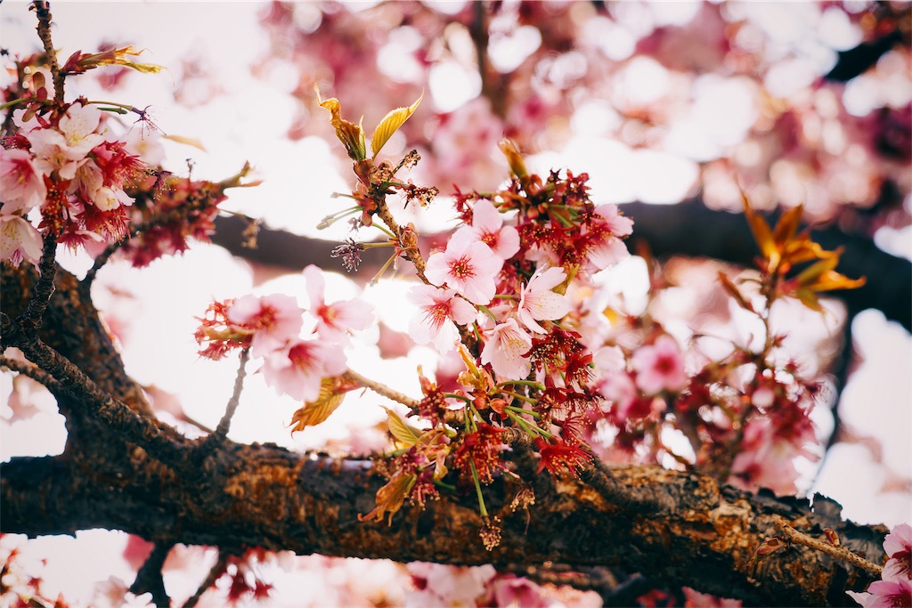 f:id:yukionoda:20190215224904j:image f:id:yukionoda:20190215224904j:image