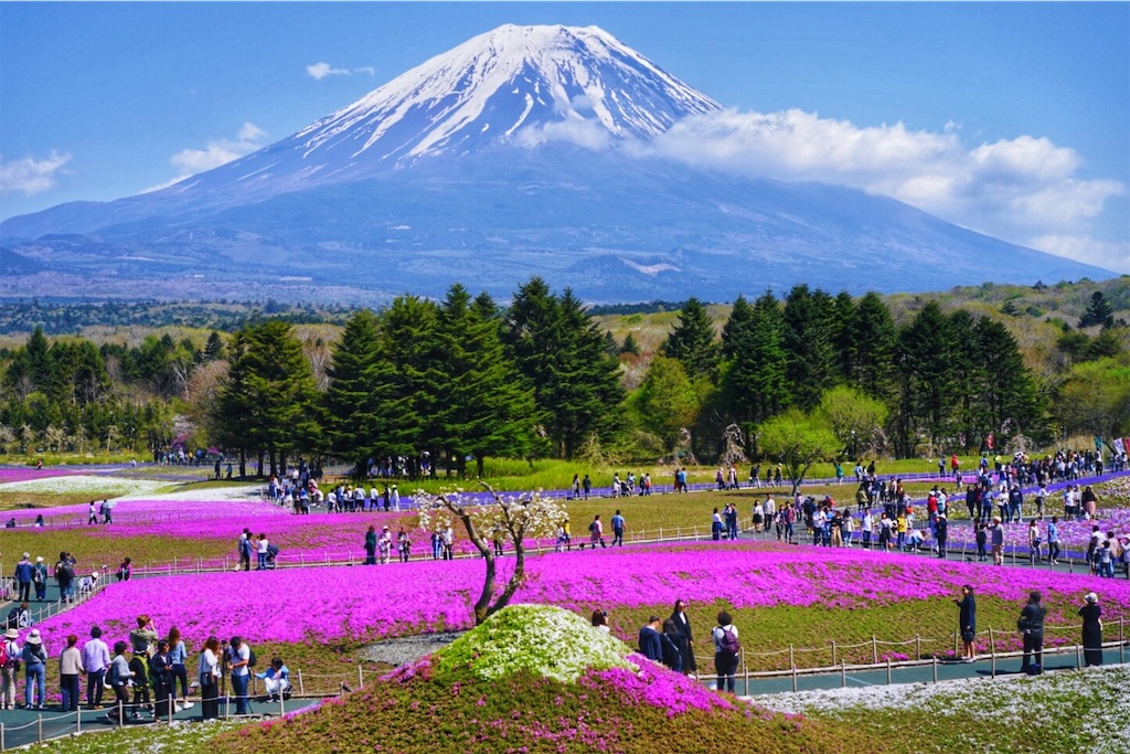 【真作】掛軸　跡部白鳥　矢祭山の桜　春景色　桜咲く里山風景　共箱入　R166 真作】掛軸 跡部白鳥 矢祭山の桜 春景色 桜咲く里山風景 共箱入