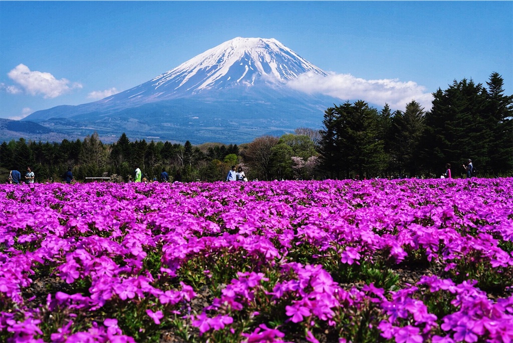 見頃の富士山＆芝桜を撮影！絶景を堪能できる見頃はいつ頃