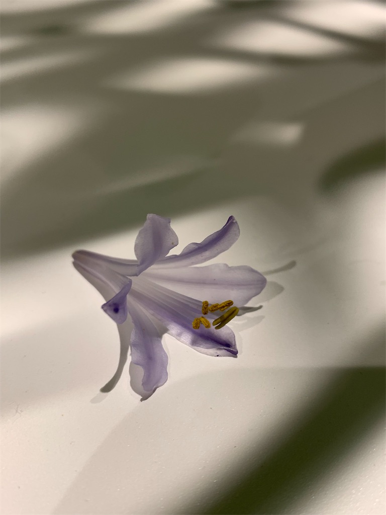 f:id:yukiotthi:20260628175949j:image f:id:yukiotthi:20260628175949j:image