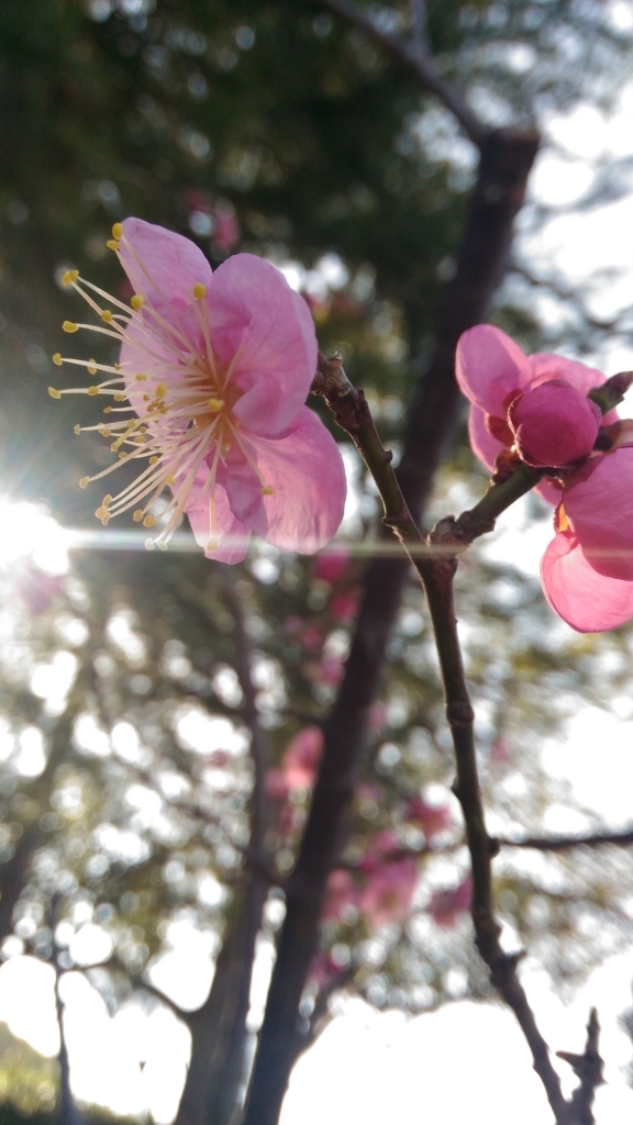 f:id:yukirie:20180306004509j:plain