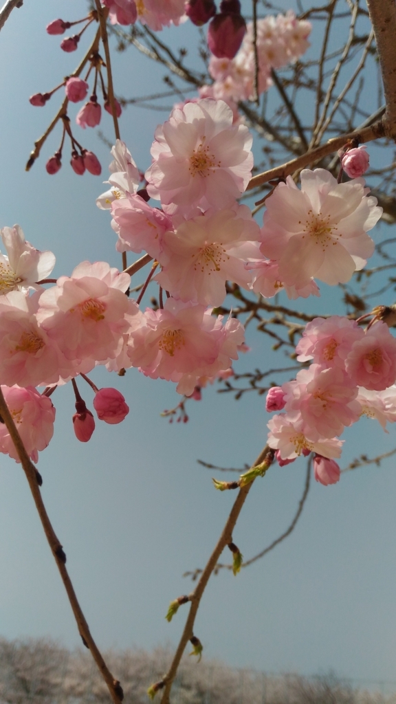 f:id:yukirie:20180401005241j:plain