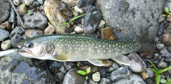 f:id:yukirikupapa:20190918075534j:plain