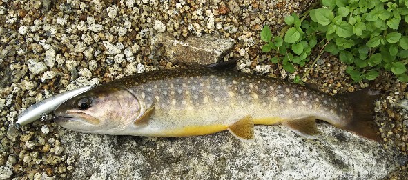 f:id:yukirikupapa:20190923184800j:plain