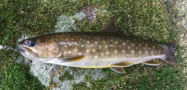 f:id:yukirikupapa:20190923184817j:plain