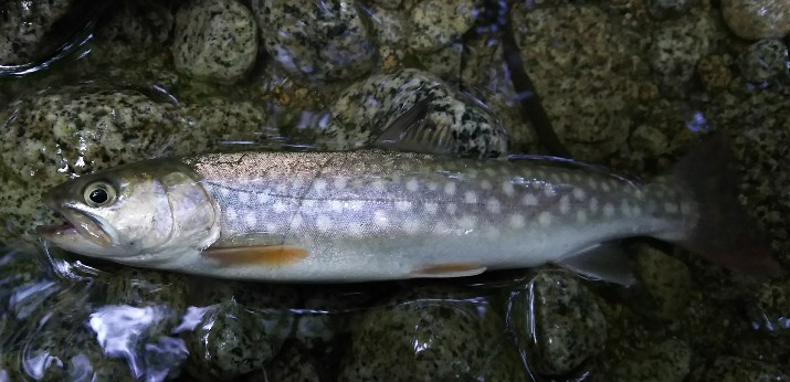 f:id:yukirikupapa:20190923184923j:plain