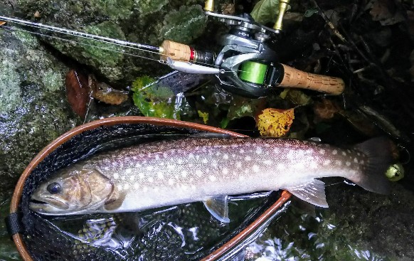 f:id:yukirikupapa:20190923185358j:plain