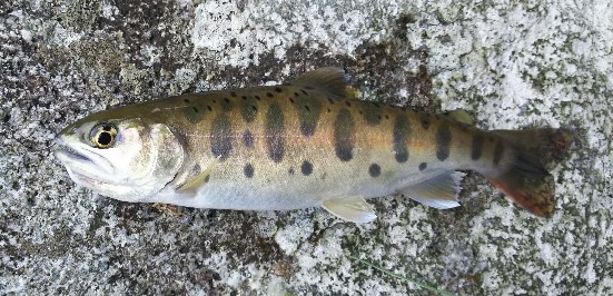 f:id:yukirikupapa:20190923185705j:plain