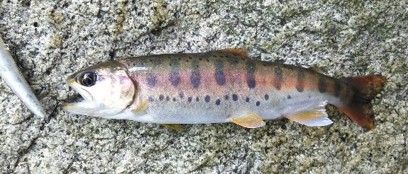 f:id:yukirikupapa:20190923185721j:plain