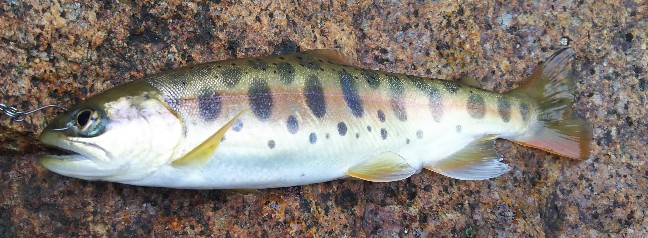 f:id:yukirikupapa:20190924164455j:plain