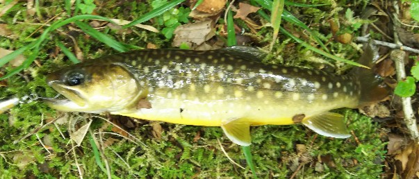 f:id:yukirikupapa:20190924164559j:plain