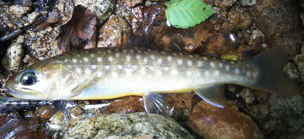 f:id:yukirikupapa:20190924165104j:plain