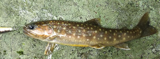 f:id:yukirikupapa:20190924165531j:plain