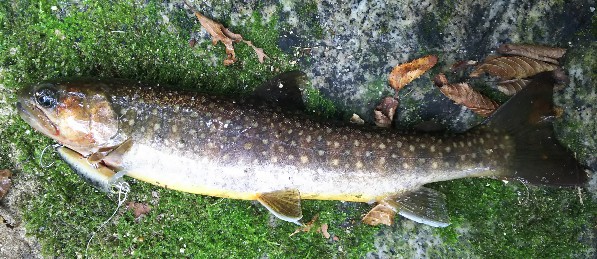 f:id:yukirikupapa:20190924165555j:plain