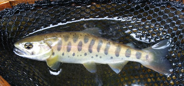 f:id:yukirikupapa:20190924165725j:plain