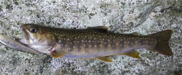 f:id:yukirikupapa:20191002123235j:plain