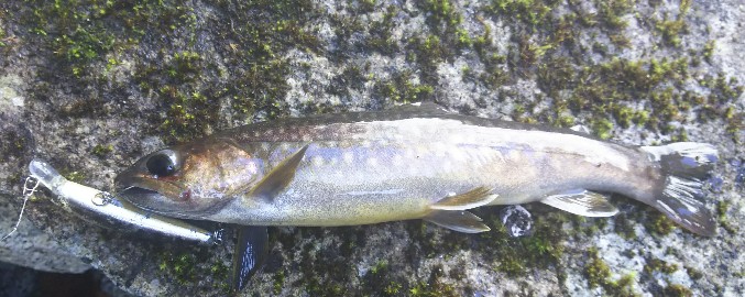 f:id:yukirikupapa:20191002123305j:plain