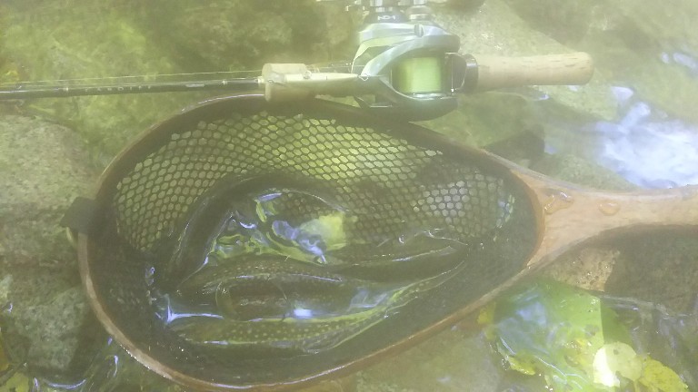 f:id:yukirikupapa:20191002123459j:plain