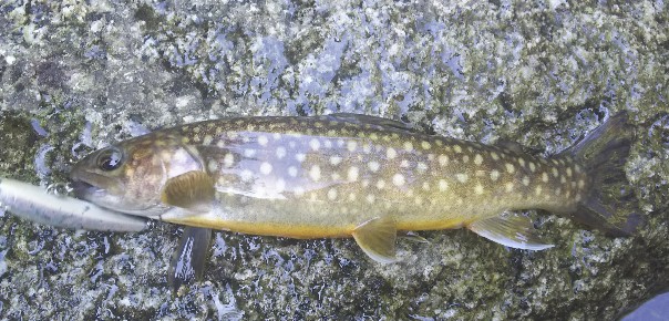 f:id:yukirikupapa:20191002124035j:plain