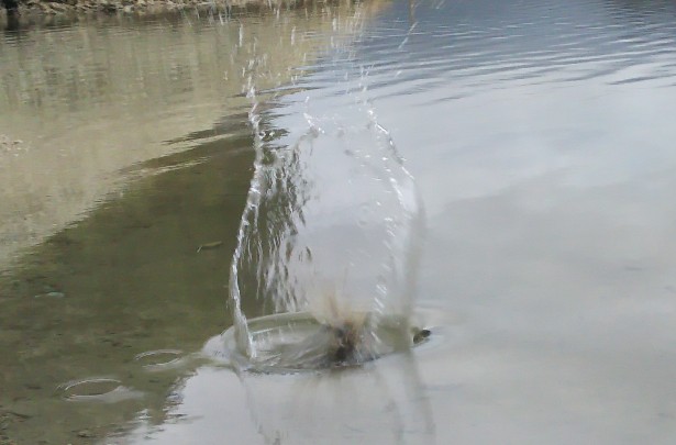 f:id:yukirikupapa:20191021222324j:plain