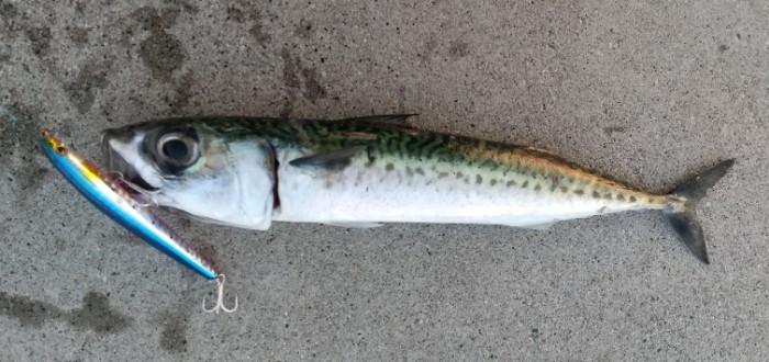 f:id:yukirikupapa:20200530070431j:plain