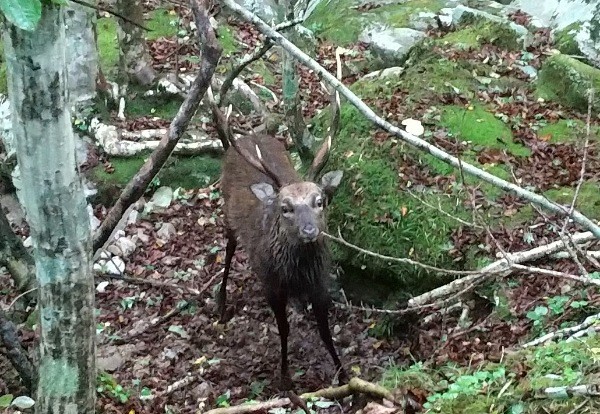 f:id:yukirikupapa:20200929225216j:image