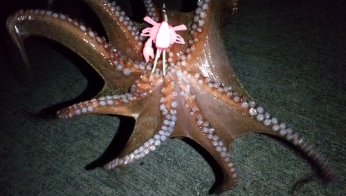 f:id:yukirikupapa:20201003115653j:image f:id:yukirikupapa:20201003115653j:image