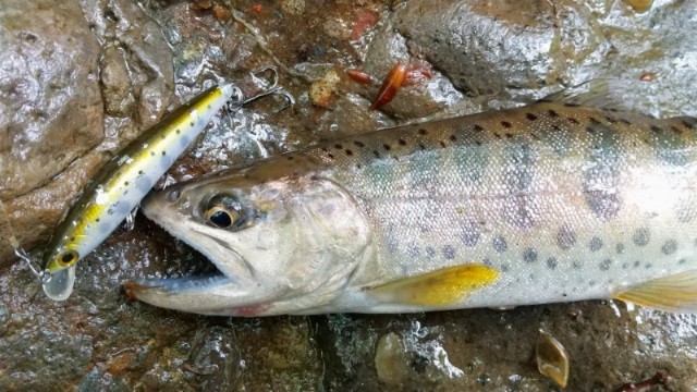 f:id:yukirikupapa:20210523181642j:image