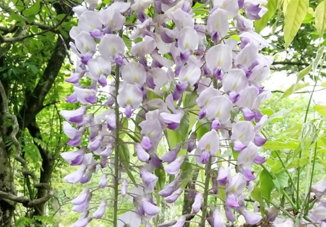 f:id:yukirikupapa:20210523182207j:image