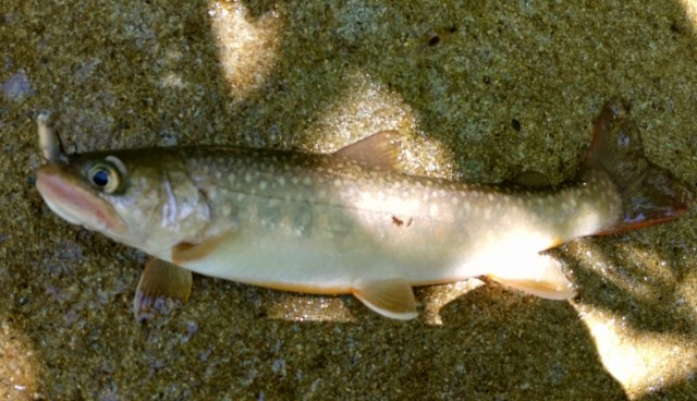 f:id:yukirikupapa:20210605163722j:image