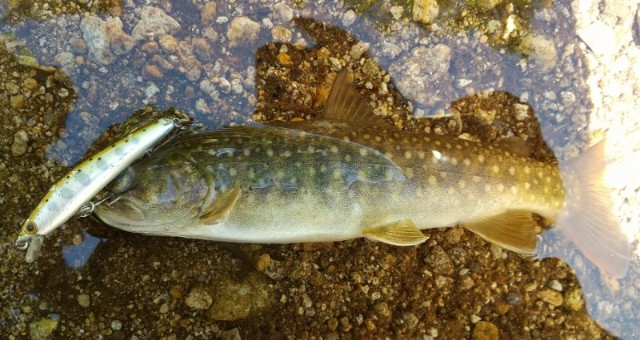 f:id:yukirikupapa:20210605163937j:image