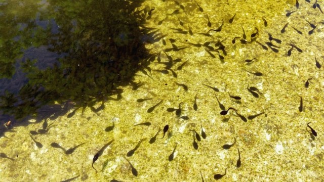 f:id:yukirikupapa:20210605164044j:image