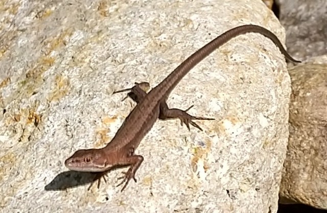 f:id:yukirikupapa:20210605164355j:image