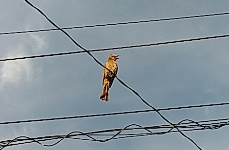 f:id:yukirikupapa:20210710234232j:image