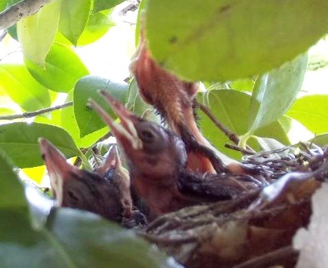 f:id:yukirikupapa:20210711000235j:image