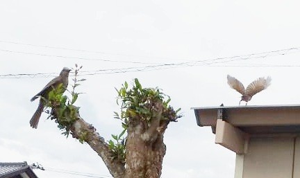 f:id:yukirikupapa:20210711000421j:image