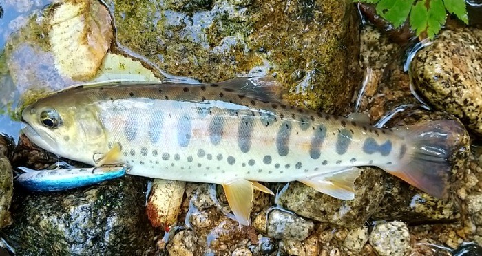 f:id:yukirikupapa:20210829225925j:image f:id:yukirikupapa:20210829225925j:image