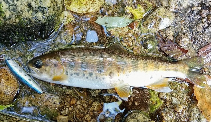 f:id:yukirikupapa:20210829225952j:image f:id:yukirikupapa:20210829225952j:image