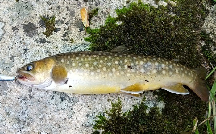 f:id:yukirikupapa:20210830060042j:image f:id:yukirikupapa:20210830060042j:image