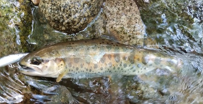 f:id:yukirikupapa:20210830060314j:image f:id:yukirikupapa:20210830060314j:image